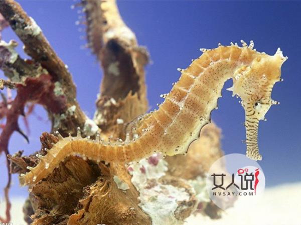 海马的功效与作用 个头虽小壮阳补肾功效却极大