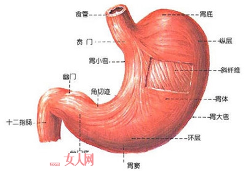 胃不好用食疗来养 怎么兼顾营养美味和养生