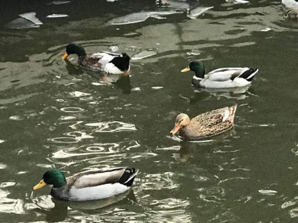 李亚鹏李嫣等大觉寺