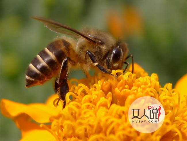 蜂胶的功效与作用 天然无害抗生素美容养生的最佳选择