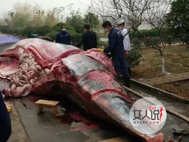 公司买8吨鲸鱼喂狗 现场腥风血雨网友痛批良心喂了狗