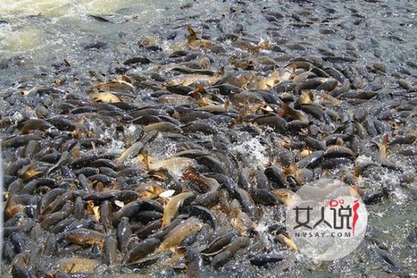 鲤鱼成灾美国求助 中国吃货嗷嗷待哺盼拯救美国生态危机