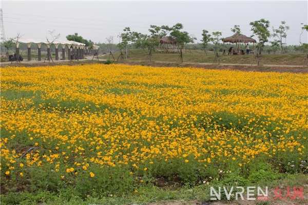 精选四种野菜 春季养生必备