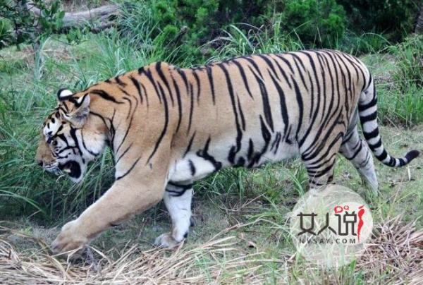 猛虎越狱咬死6人 无辜村民成老虎盘中餐被撕咬