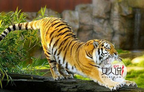 猛虎越狱咬死6人 无辜村民成老虎盘中餐被撕咬