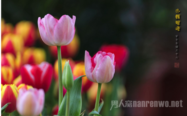 三八妇女节送恋人什么花