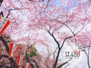 日本早春樱花盛开美不胜收 大批国人赶赴日本看樱花