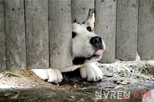 这些关于猫狗萌宠的催泪弹 看到你眼泪流干