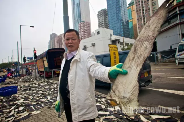 香港某处正在装卸鱼翅