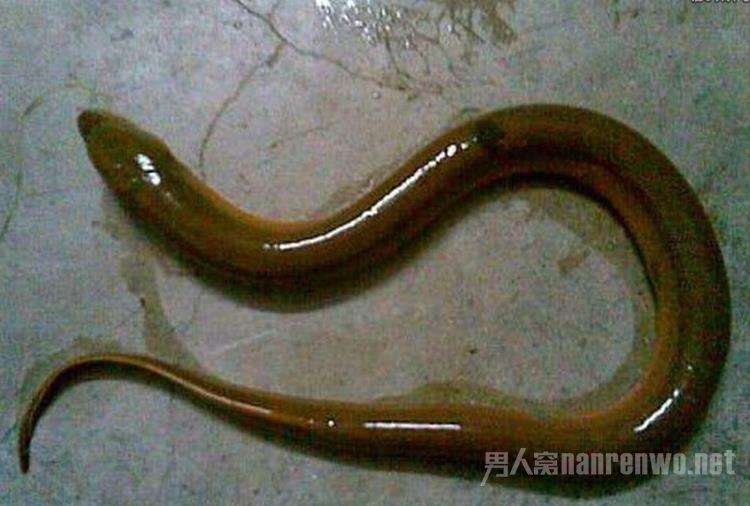 黄鳝