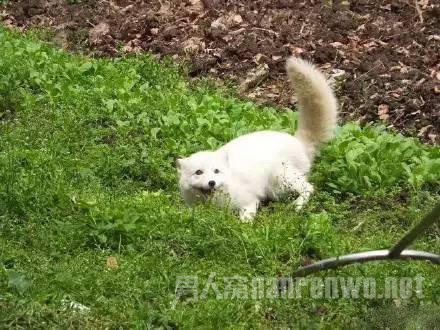 野生白狐闯入高中