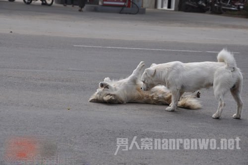 小狗被撞死 同伴不愿离去