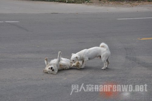 小狗试图让同伴脱离马路