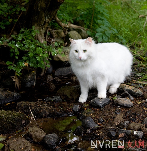 检验你是不是合格的铲屎官！你知道哪些猫是最萌的吗