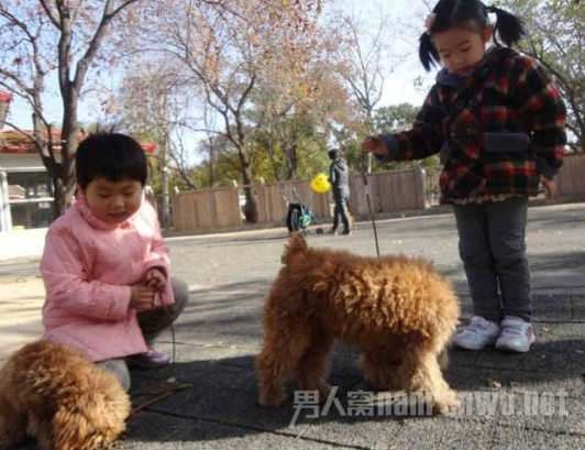 游客动物园看泰迪