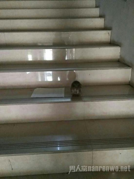 猫头鹰和介绍信