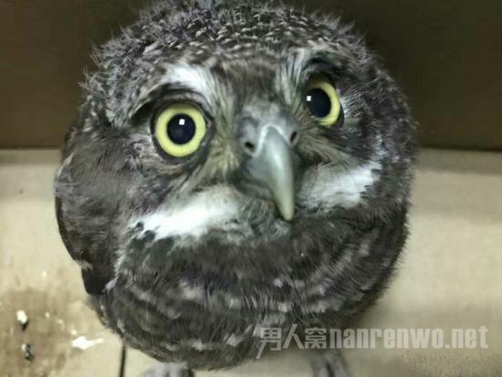 猫头鹰