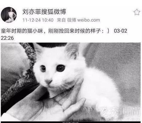 11年就开始收养流浪猫的刘亦菲