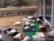 刘亦菲家中后院曝光 简直是猫奴们的天堂