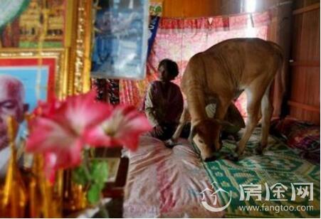 七旬老妪嫁给五月大小牛 其系丈夫转世日夜相伴 扒奇特婚姻中的秘密