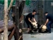 英媒:中国＂摔熊猫＂视频引热议 熊猫常使饲养员受伤