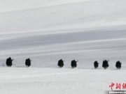 青海三江源核心区降雪 气温骤降至0度犹如过冬(图)