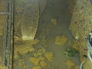 海底捞卫生问题暗访报道完整版：老鼠爬进食品柜 漏勺掏下水道