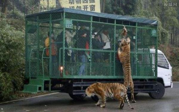 狮子老虎爬观光车抢食