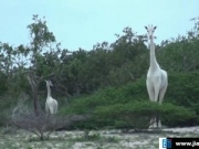 肯尼亚惊现白色长颈鹿 种类及其罕见
