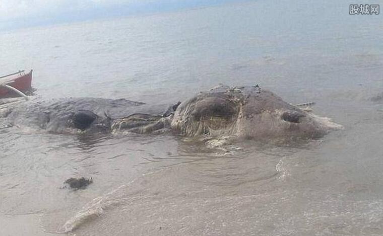 海滩现巨型生物尸体