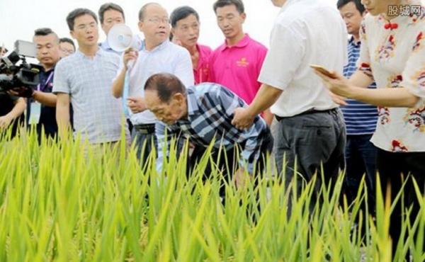 袁隆平杂交稻试种