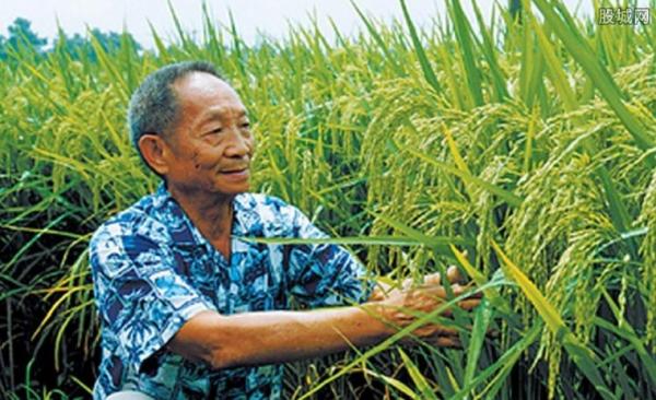 袁隆平杂交稻试种