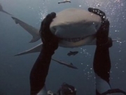 美潜水员抚摸鲨鱼 如何避免遭到鲨鱼袭击