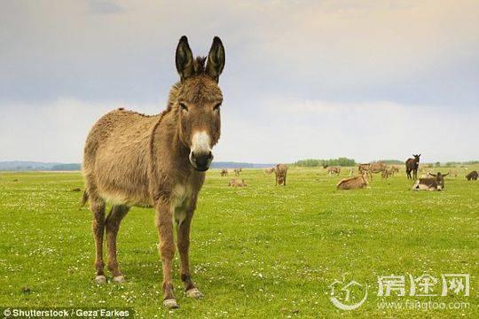 23岁男子与驴发生性行为