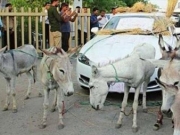 印度男子新买豪车问题多 动用驴子拉车