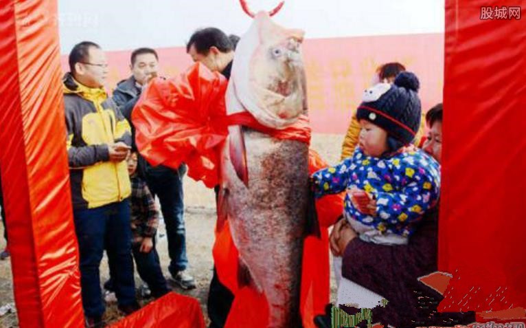 山东一野生鱼王