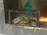 女子在老鼠笼里放油条 没抓到老鼠抓到一条大蛇