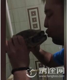 男子亲吻乌龟反被其咬住舌头