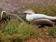 巨蟒绞杀2米长鳄鱼艰难吞下：身体都撑变