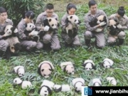 17只熊猫宝宝集体出街，团子抱奶爸大腿萌化人