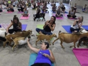 瑜伽你练得多 “山羊瑜伽”你练过没？