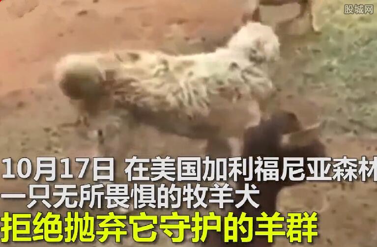 大火主人弃犬而逃