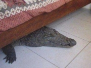 津巴布韦鳄鱼潜入民居藏身床下 一夜未被发现