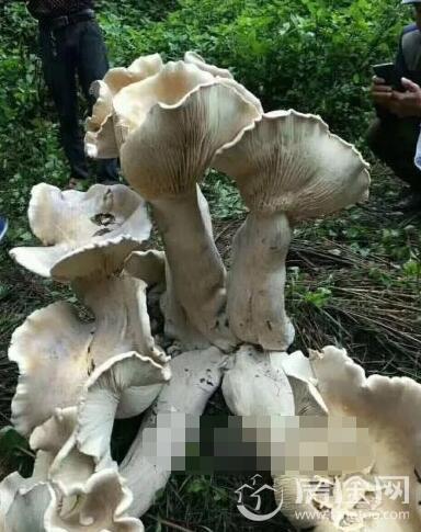 云南现1米高巨型野生蘑菇王 网友:吃一口能长生不老