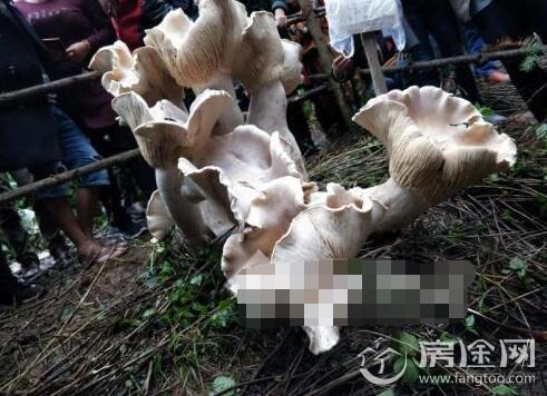 云南现1米高巨型野生蘑菇王 网友:吃一口能长生不老