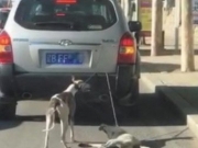 SUV一路拖行两只小狗 是虐狗还是训练？