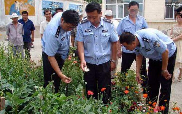 村民种植罂粟