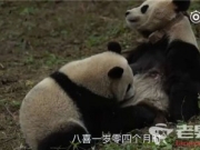 熊猫八喜映雪下月放归 萌宝们的归属是大自然