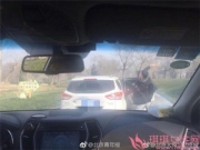 男子动物园下车砸熊 北京大兴野生动物园:属实