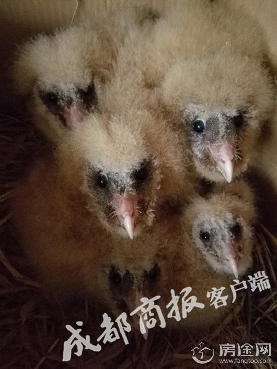 四川山林发现6只猴面鹰宝宝